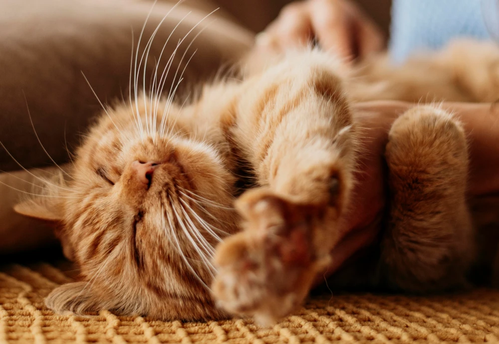 pet surveillance camera